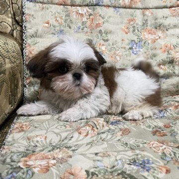 シーズー【青森県・男の子・2023年11月19日・レッド&ホワイト】の写真「次の子も産まれましたので特価価格です。」