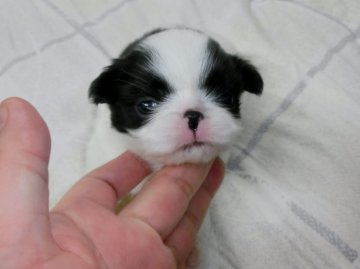 狆(チン)【青森県・女の子・2015年3月1日・白黒】の写真「とっても可愛い良質犬です♪」