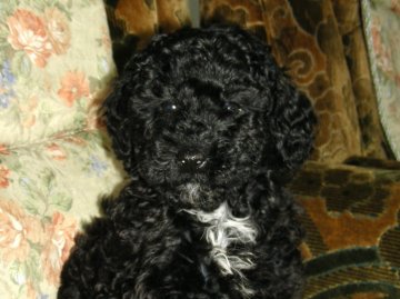 ミニチュアプードル【青森県・女の子・2012年1月19日・ブラック】の写真「」