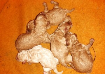 ミニチュアプードル【青森県・男の子・2011年12月4日・アプリコット】の写真「」