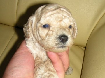 ミニチュアプードル【青森県・男の子・2011年1月23日・クリーム】の写真「」