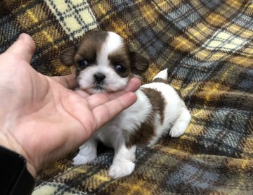 シーズー【青森県・女の子・2018年10月27日・レッド&ホワイト】の写真「お目々のおっきな女の子です。」