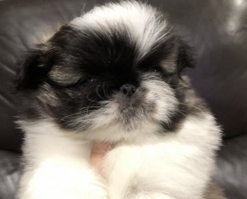 ペキニーズ【青森県・男の子・2019年2月9日・レッド&ホワイト】の写真「ちっちゃな男の子、性格バッツグン♬」