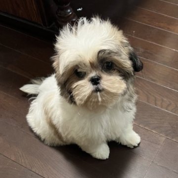 シーズー【青森県・女の子・2023年6月24日・ゴールド&ホワイト】の写真「小ぶりなアリシアベビー」