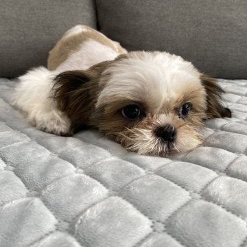 シーズー【青森県・男の子・2023年4月10日・ゴールド&ホワイト】の写真「瑾萱の可愛いベビー」