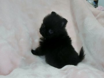 ポメラニアン【青森県・男の子・2016年6月7日・ブラック(胸にホワイト)】の写真「おじいちゃんはシャオリヤ系の岷翔君です、超おチビ！」