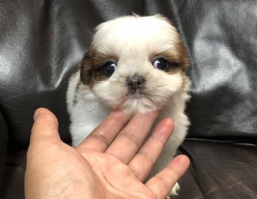 シーズー【青森県・男の子・2021年9月22日・レッド&ホワイト】の写真「可愛いシーズー」