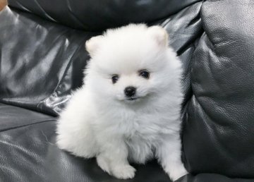 ポメラニアン【青森県・女の子・2017年5月26日・ホワイト】の写真「非常に愛らしいおチビさんです。」