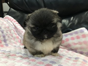 ペキニーズ【青森県・男の子・2017年1月16日・フォーン】の写真「胸の襟巻きが美しい子です。」