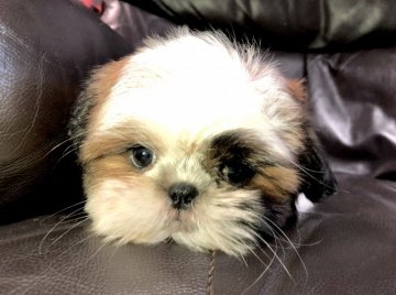 シーズー【青森県・女の子・2020年2月15日・レッド&ホワイト】の写真「面ずれですが可愛いお顔のベビーです。」