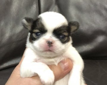 狆(チン)【青森県・女の子・2019年3月14日・赤白】の写真「珍しい茶狆の女の子です。」