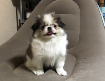 狆(チン)【青森県・男の子・2021年3月3日・赤白】の写真「珍しい茶狆です。」