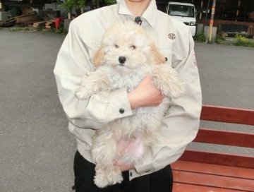 ミニチュアプードル【青森県・男の子・2014年2月28日・アプリコット(カメオ)】の写真「しっかりしたかわいい子です」