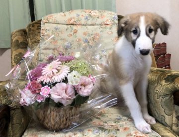 ボルゾイ【青森県・男の子・2020年5月3日・レッド&ホワイト】の写真「おっとり優しいお顔の僕です。」