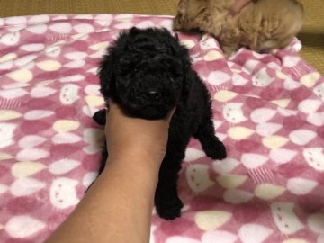 ミニチュアプードル【青森県・男の子・2021年4月13日・ブラックもしくはブルー】の写真「可愛らしく、数の少ないミニチュアです。」