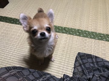 チワワ(ロング)【青森県・女の子・2021年6月7日・セーブル】の写真「小さな小さなママから生まれた一粒種」