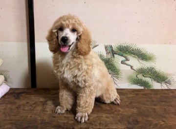 ミディアムプードル【青森県・女の子・2017年5月9日・アプリコット(濃いめのクリーム)】の写真「とっても貴重なミディプーです。」