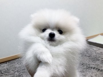 ポメラニアン【青森県・女の子・2016年8月25日・ホワイト&クリーム】の写真「真っ白天使ちゃん♪」