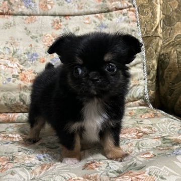 チワワ(ロング)【青森県・男の子・2024年2月4日・ブラックタン】の写真「めちゃんこ小さな可愛いベビーです。」