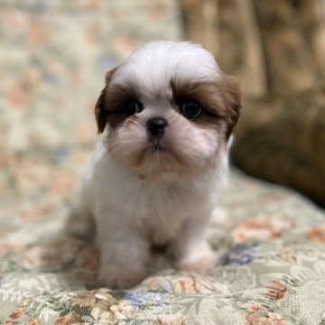 シーズー【青森県・女の子・2023年11月19日・ゴールド&ホワイト】の写真「小ぶりの愛らしい姫です。」