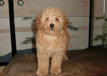ミニチュアプードル【青森県・女の子・2014年6月23日・アプリコット】の写真「良質犬です♪」