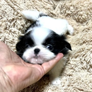 狆(チン)【青森県・男の子・2023年5月9日・白黒】の写真「激カワパパの可愛いベビー」