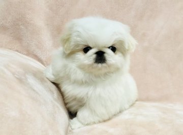 ペキニーズ【青森県・女の子・2019年2月9日・ホワイト&クリーム】の写真「可愛くてなかなかいないカラーの女の子」