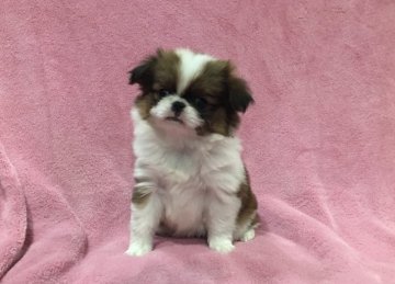 狆(チン)【青森県・女の子・2018年1月7日・赤白】の写真「とっても小さい小粒ちゃんです。」