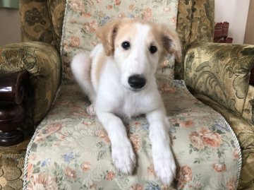 ボルゾイ【青森県・女の子・2020年4月26日・アプリコット&ホワイト】の写真「美しい両親の子です。ママは映画出演犬」