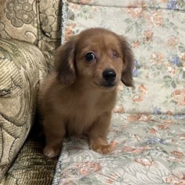カニンヘンダックスフンド(ロング)【青森県・男の子・2023年5月10日・レッド】の写真「片方の眼球が生まれつき無いため経費のみ」