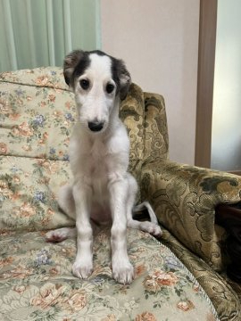 ボルゾイ【青森県・男の子・2022年3月13日・シルバークリーム&ホワイト】の写真「綺麗な色の可愛い子パパは映画出演犬です。」