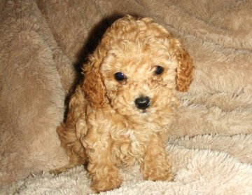 ミニチュアプードル【青森県・女の子・2011年2月12日・アプリコット】の写真「」