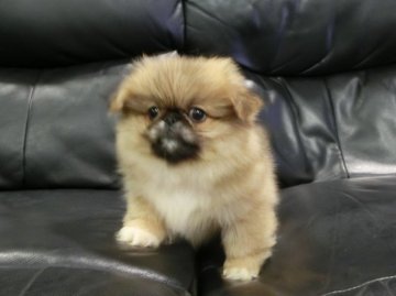ペキニーズ【青森県・男の子・2016年6月16日・レッド】の写真「ペット限定超特価」