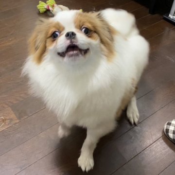 狆(チン)【青森県・男の子・2023年9月8日・赤白】の写真「吠えない静かな狆」