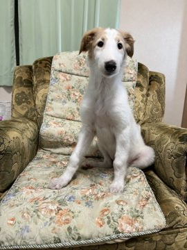 ボルゾイ【青森県・男の子・2022年3月13日・ホワイト&アプリコット】の写真「綺麗な色の可愛い子パパは映画出演犬です。」