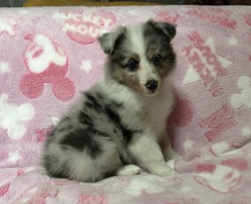 シェットランドシープドッグ【青森県・女の子・2019年5月9日・ブルーマール】の写真「超ちびっこ。可愛くて綺麗なブルーマール」
