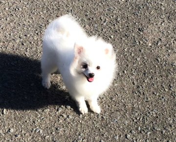 ポメラニアン【青森県・女の子・2019年6月6日・ホワイト&クリーム】の写真「小さなパパの小さなベビーです。」