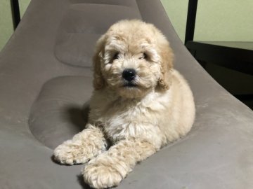 ミディアムプードル【青森県・女の子・2021年9月23日・ペールフォーン】の写真「可愛いミディアム💕」