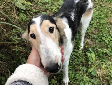 ボルゾイ【青森県・女の子・2021年5月16日・ブラック、クリーム&ホワイト】の写真「パパは映画出演犬クリスマスセール値下げしました。」