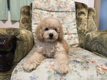 ミディアムプードル【青森県・男の子・2021年6月5日・オレンジフォーン(旧アプリコット)】の写真「数の少ない希少なプードルです。」