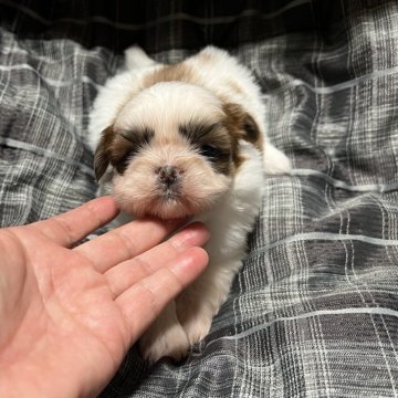 シーズー【青森県・女の子・2023年12月18日・ゴールド&ホワイト】の写真「訳あり格安です。」