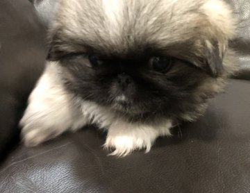 ペキニーズ【青森県・女の子・2018年6月19日・クリーム&ホワイト】の写真「もこもこ可愛い女の子💕」