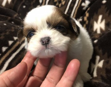 シーズー【青森県・女の子・2019年4月26日・レッド&ホワイト】の写真「愛らしいおチビさん。ただ今消費税相当分サービス中」