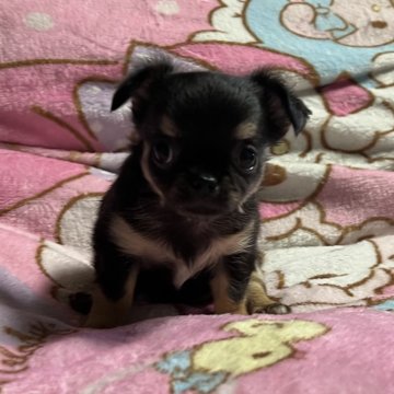 チワワ(ロング)【青森県・女の子・2023年6月19日・ブラック&タン】の写真「可愛いらしいおしゃまなベビーです。」