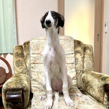 ボルゾイ【青森県・女の子・2022年2月11日・ブラックタン&ホワイト】の写真「穏やかな優しい子。ママは映画出演犬です。」