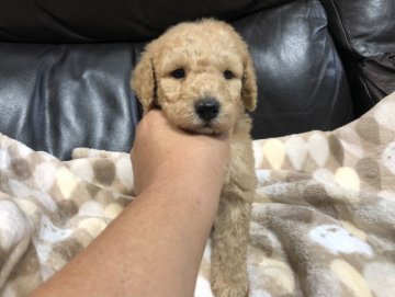 ミディアムプードル【青森県・男の子・2021年6月5日・オレンジフォーン(旧アプリコット)】の写真「数の少ない希少なプードルです。」