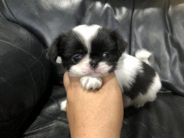 狆(チン)【青森県・女の子・2018年9月7日・白黒】の写真「全く吠えないので飼育が楽です。」