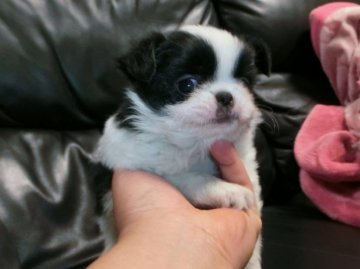 狆(チン)【青森県・男の子・2015年4月15日・白黒】の写真「パパは小ぶりの茶狆です。30%値引き中です。」