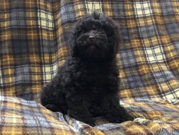 ミディアムプードル【青森県・女の子・2017年10月16日・ブラウン】の写真「希少種。犬質とっても良いです。」