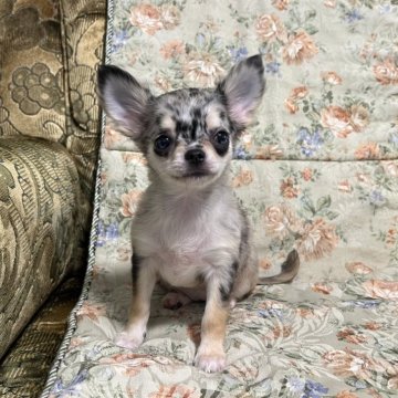 チワワ(ロング)【青森県・女の子・2024年6月8日・ブルーマール&タン】の写真「綺麗な大理石柄です。」